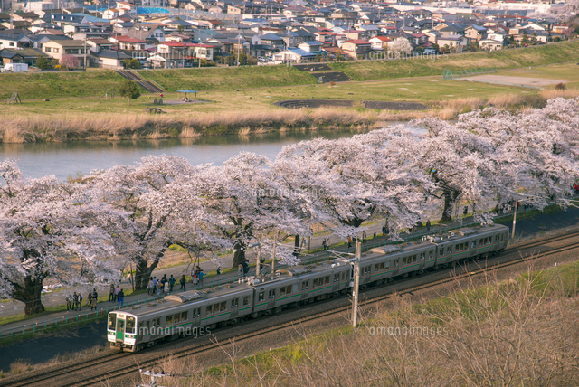 満開の白石川堤一目千本桜とJR東北本線客車列車[10222007988]の写真