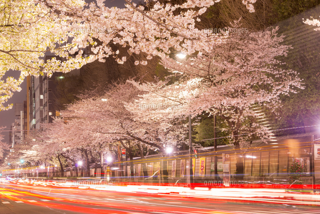 靖国通り満開の桜並木夜景[10222008748]の写真・イラスト素材｜アマナ