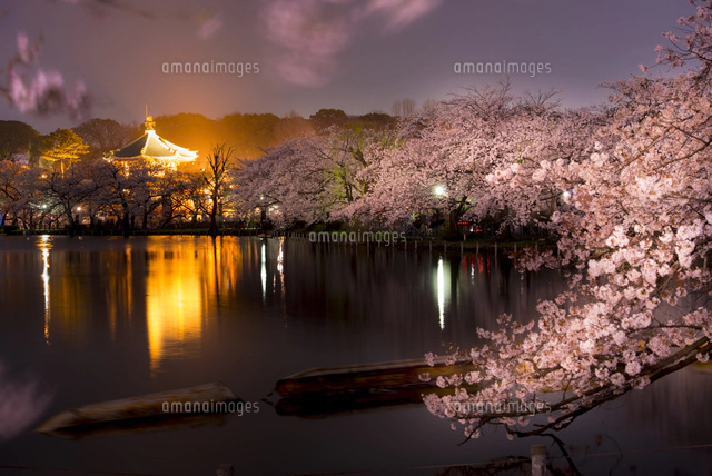 上野公園不忍池の夜桜[10222008809]の写真・イラスト素材｜アマナ