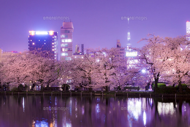 上野公園不忍池の夜桜[10222008811]の写真・イラスト素材｜アマナ