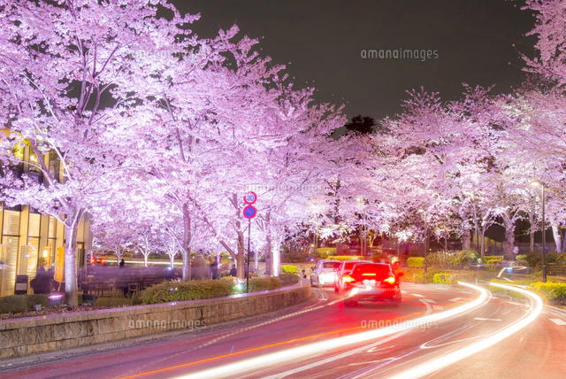 立体絵画の「桜並木のライトアップ」 フォト）新京成桜並木ライトアップ | デジタル試しうち