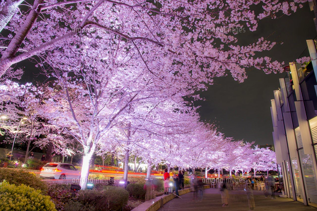現代アート「桜並木のライトアップ」（3D painting） 東京ミッドタウンの夜桜ライトアップ、全長200mの桜並木で“都心