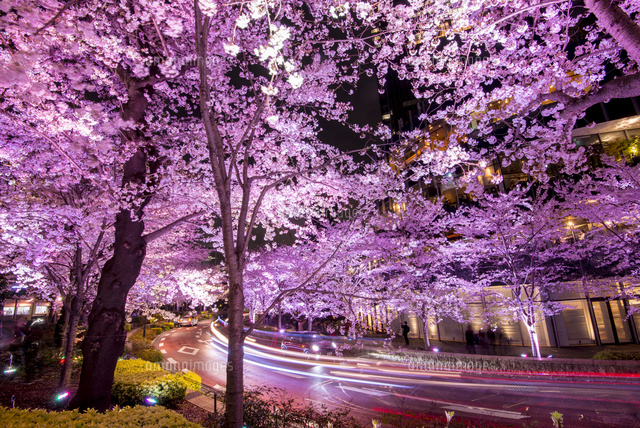 東京ミッドタウン ライトアップの桜並木 の写真素材 イラスト素材 アマナイメージズ