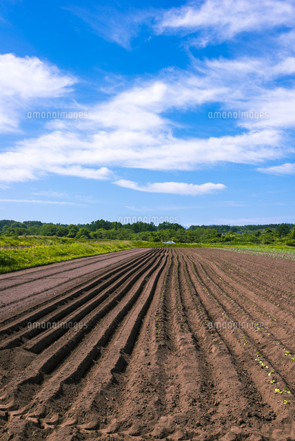 畝の造られた畑 の写真素材 イラスト素材 アマナイメージズ