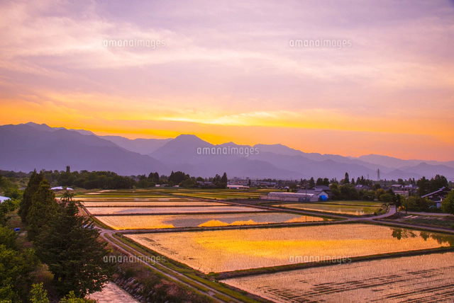 夕焼けに輝く安曇野田園風景[10222009678]の写真・イラスト素材