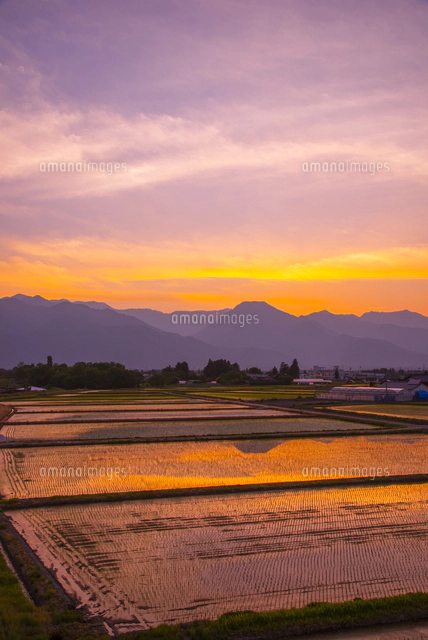 風景画 公園の夕焼け 画家志望作 夕焼けに輝く安曇野田園風景[10222009678]の写真・イラスト素材