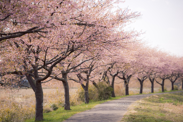 新川 サクラ並木 の写真素材 イラスト素材 アマナイメージズ