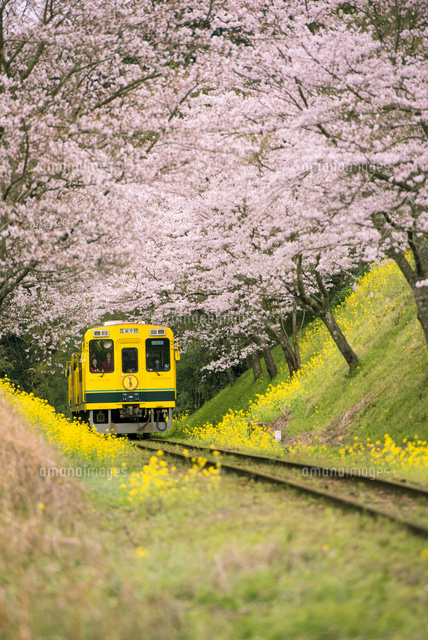 菜の花とサクラのトンネルを走る いすみ鉄道[10222012784]の写真