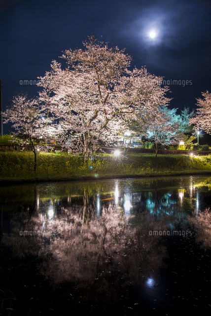夜桜と月[10222012831]の写真・イラスト素材｜アマナイメージズ
