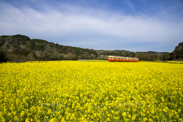 石神の菜の花畑を走る小湊鉄道 の写真素材 イラスト素材 アマナイメージズ