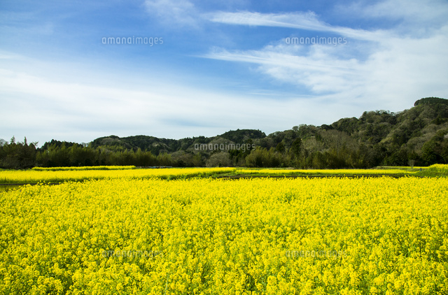 石神の菜の花畑 の写真素材 イラスト素材 アマナイメージズ