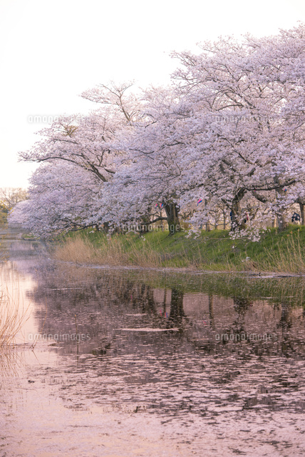福岡堰桜並木と夕焼け映す小貝川[10222013060]の写真・イラスト