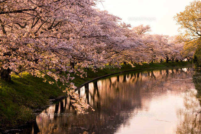 夕方桜 10878000048.jpg