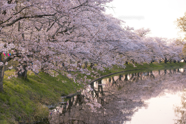 福岡堰桜並木 の写真素材 イラスト素材 アマナイメージズ