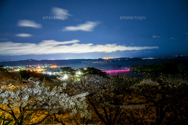 西行戻しの松公園より桜と松島湾の夜景[10222014849]の写真・イラスト