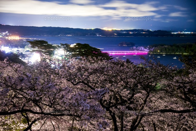 西行戻しの松公園より桜と松島湾の夜景[10222014188]の写真・イラスト