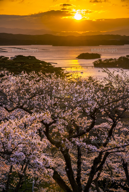 桜満開の西行戻しの松公園より朝焼けに染まる松島湾と日の出