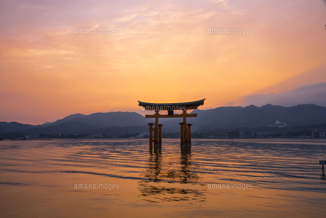 夕焼け鳥の休息 夕焼けと厳島神社大鳥居[10222016498]の写真・イラスト素材