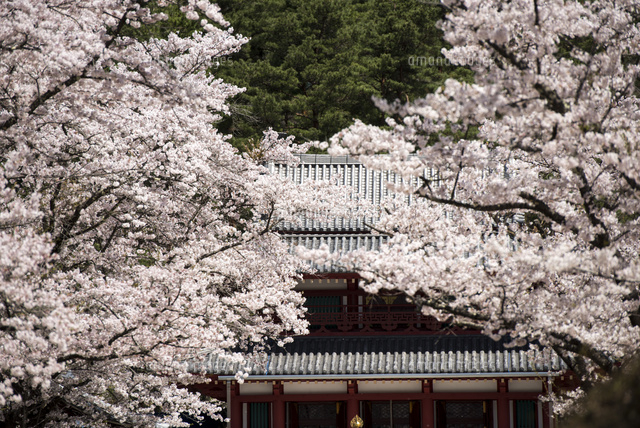 蓼科高原 蓼科山聖光寺本堂と満開の桜 の写真素材 イラスト素材 アマナイメージズ