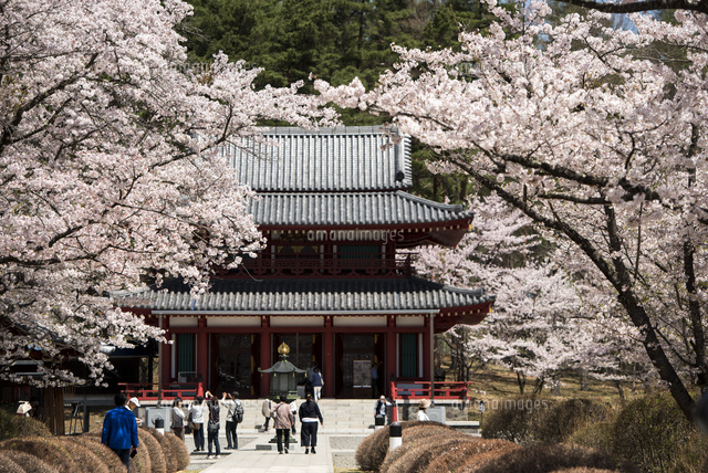 蓼科高原 蓼科山聖光寺満開の桜 の写真素材 イラスト素材 アマナイメージズ