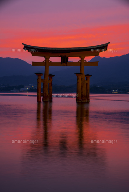 夕焼けと厳島神社大鳥居[10222016498]の写真・イラスト素材