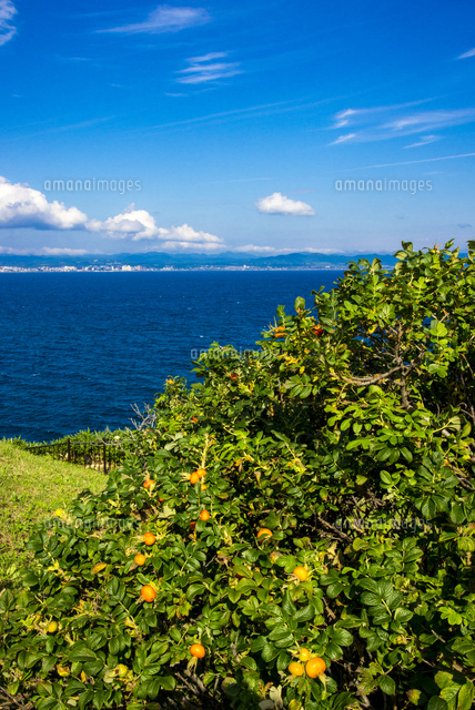 立待岬ハマナスの実と亀田半島 の写真素材 イラスト素材 アマナイメージズ
