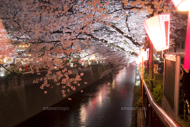 目黒川の夜桜ライトアップ[10222018672]の写真・イラスト素材｜アマナ