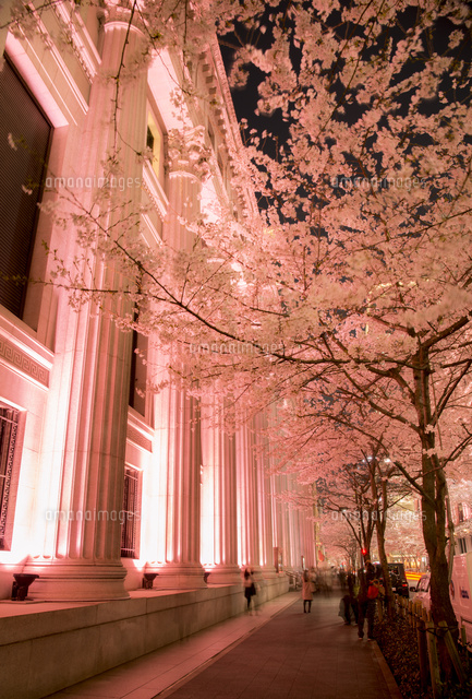 現代アート「桜並木のライトアップ」（3D painting） 東京都調布市 野川の桜ライトアップ | 美しい日本、この一枚。