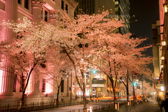 現代アート「桜並木のライトアップ」（3D painting） お花見巡り夜桜編 ライトアップで水面に映る桜🌸 綺麗過ぎました