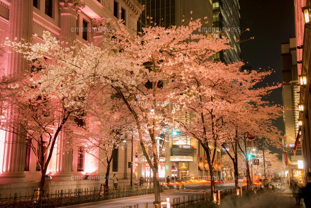 日本橋江戸桜通り ライトアップの桜並木[10222019278]の写真・イラスト