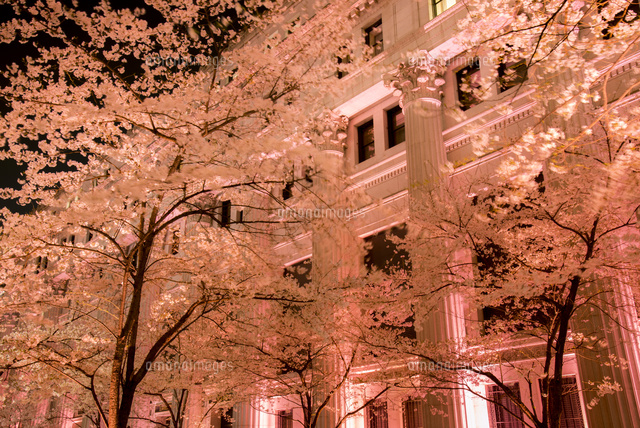 日本橋江戸桜通り ライトアップの桜並木[10222019278]の写真