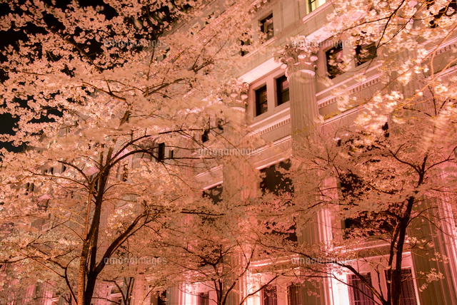 日本橋江戸桜通り ライトアップの桜並木[10222019275]の写真