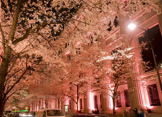 日本橋江戸桜通り ライトアップの桜並木と三井本館[10222019280]の写真