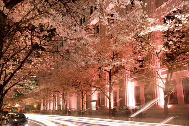日本橋江戸桜通り ライトアップの桜並木[10222019275]の写真・イラスト