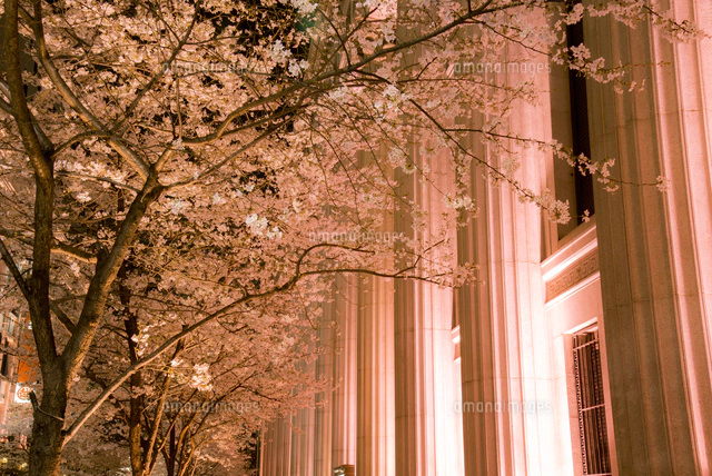 現代アート「桜並木のライトアップ」（3D painting） 現代アート「桜並木のライトアップ」（3D painting） How to