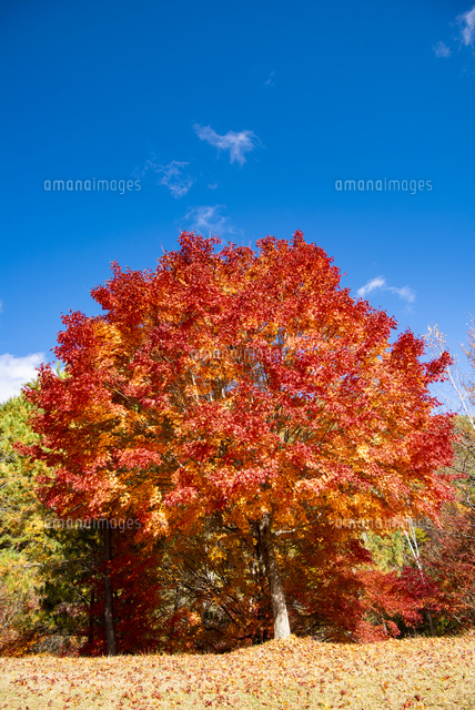 末広広場 一本のカエデの紅葉と青空[10222019395]の写真・イラスト素材