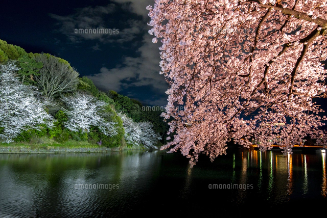 東京千鳥ヶ淵満開の夜桜ライトアップとお堀に映る北の丸公園の桜