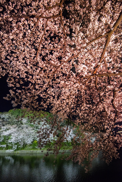 東京千鳥ヶ淵満開の夜桜ライトアップとお堀に映る北の丸公園の桜