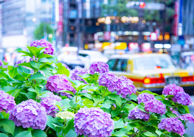 紫陽花咲く銀座の街並み の写真素材 イラスト素材 アマナイメージズ
