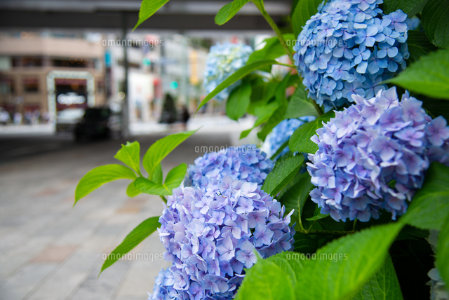 アジサイの花と銀座の街並み の写真素材 イラスト素材 アマナイメージズ
