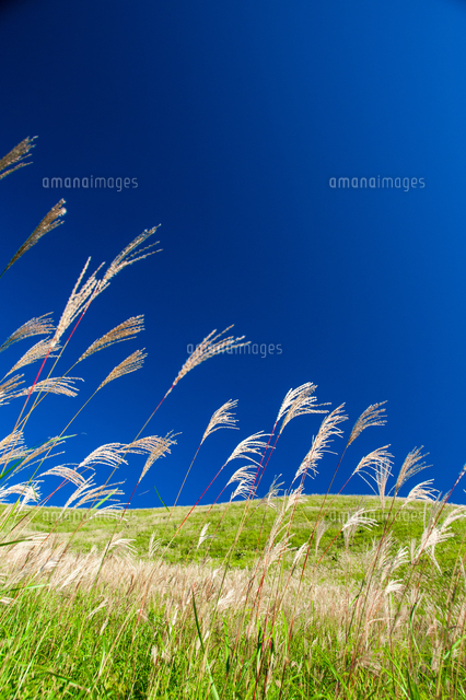 青空にススキの穂輝く車山高原 の写真素材 イラスト素材 アマナイメージズ