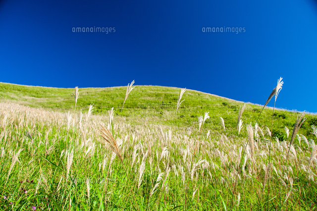 ススキの穂輝く車山高原 の写真素材 イラスト素材 アマナイメージズ