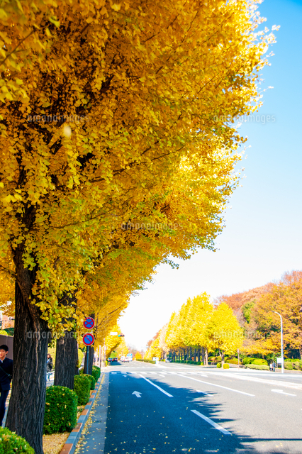 国会正面前黄葉のイチョウ並木 の写真素材 イラスト素材 アマナイメージズ