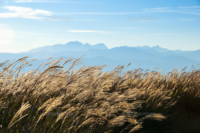 高ボッチ高原のススキ原より松本・安曇野の街並みと北アルプス