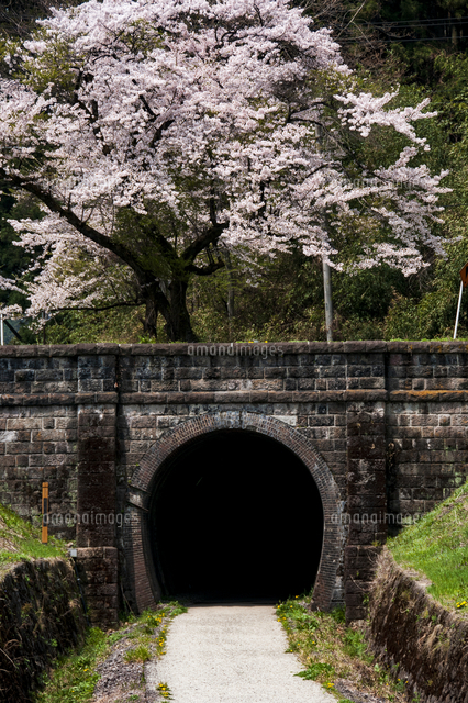 アプトの道碓氷第一トンネルと満開の桜 の写真素材 イラスト素材 アマナイメージズ