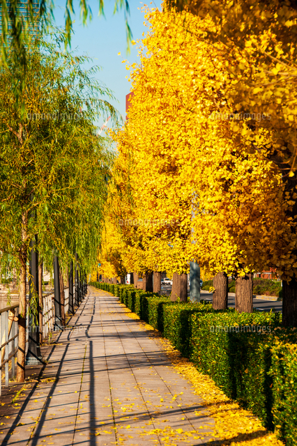 東京丸の内皇居お堀の黄葉のイチョウ並木 の写真素材 イラスト素材 アマナイメージズ