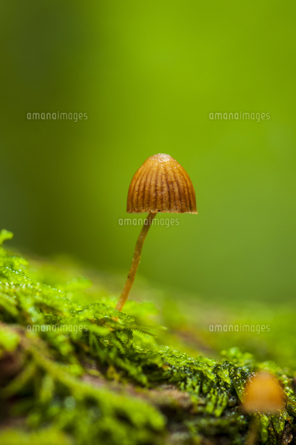 北八ヶ岳 苔とキノコ の写真素材 イラスト素材 アマナイメージズ