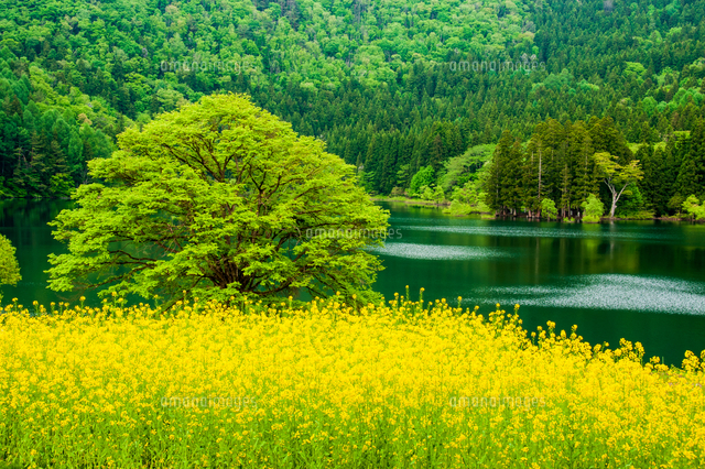 新緑の北竜湖と菜の花花畑 の写真素材 イラスト素材 アマナイメージズ