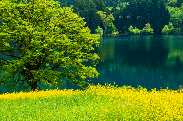 菜の花畑と若葉の北竜湖 の写真素材 イラスト素材 アマナイメージズ