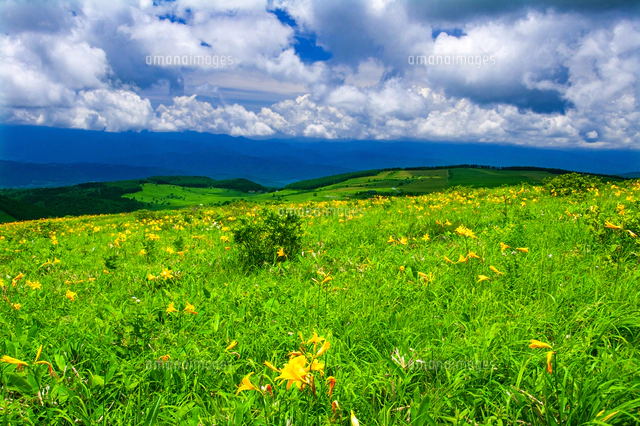 霧ヶ峰高原 富士見台草原のニッコウキスゲお花畑と夏空[10222025494]の